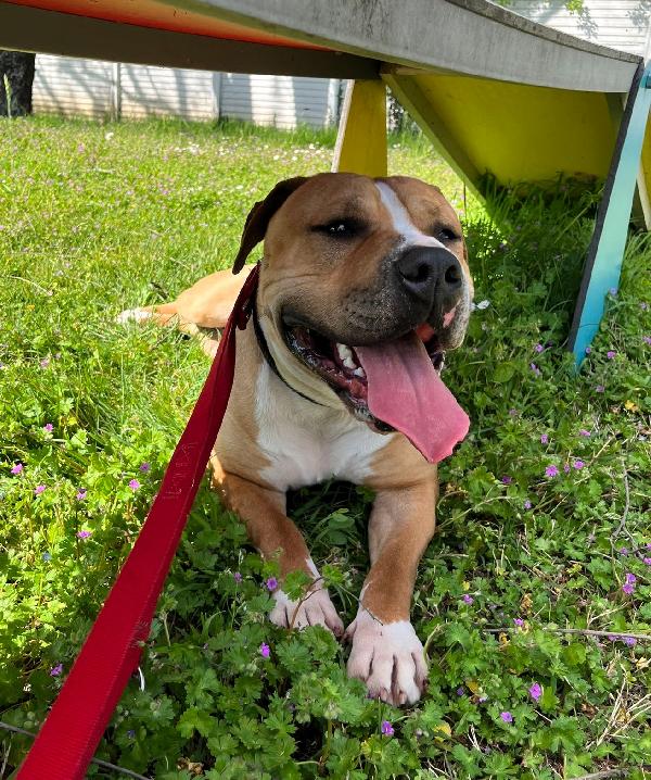 PABLO PIT CERCA CASA Foto 8